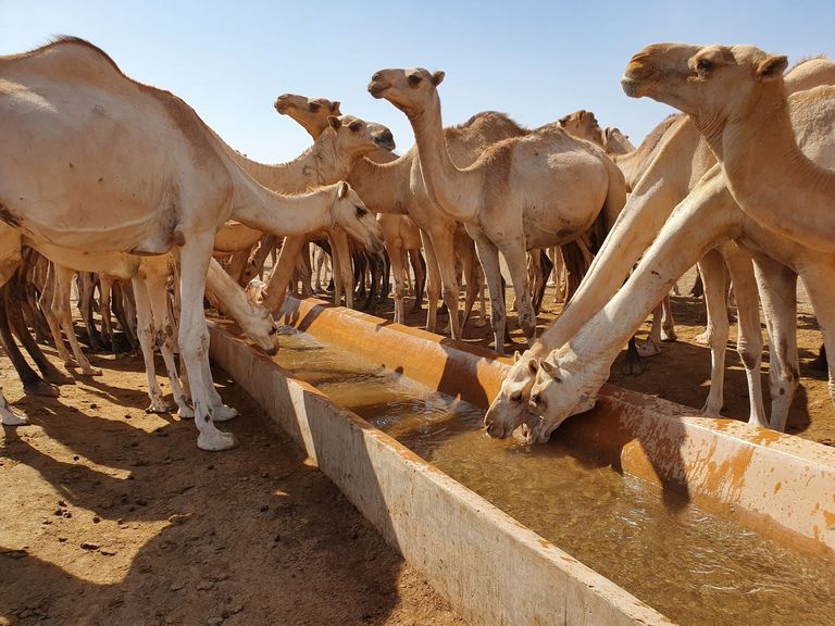 World Zoonoses Day: The Jigjiga One Health Initiative